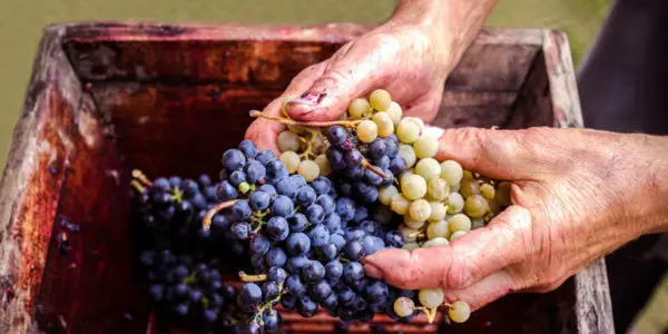 tips to become a winemaker